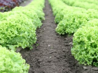 A farm of lettuce in a row.