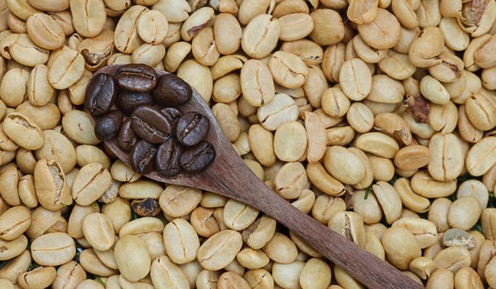 Brown coffee beans in a spoon on white coffee bean background.
